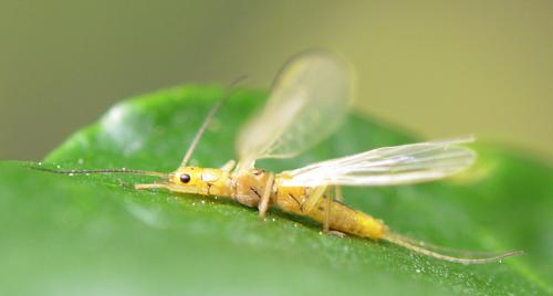 Siphonoperla torrentium